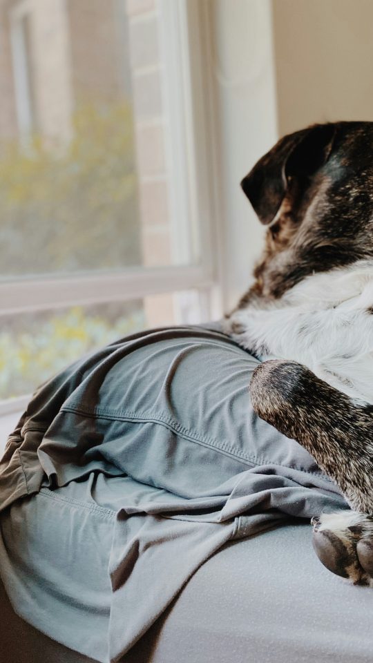 a dog lying on a blanket